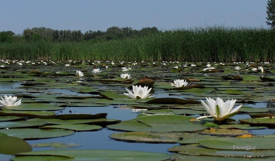 Csonakos Vendeghaz Konuk evi Tiszafüred Dış mekan fotoğraf